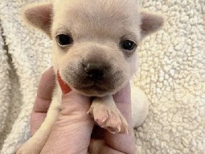 Extra mini CHIHUAHUA