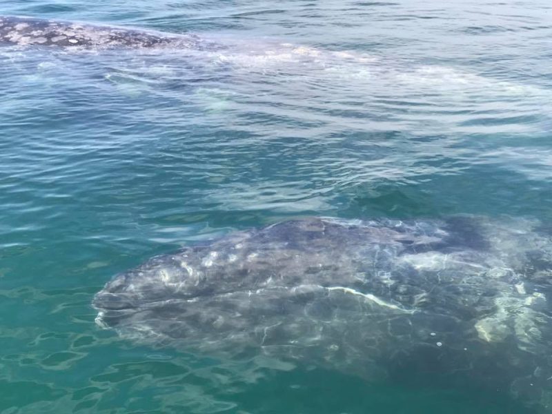 Whale Watching in the Baja Lagoons: Hideouts of Nature