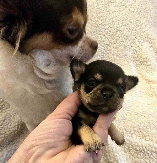 Extra mini CHIHUAHUA