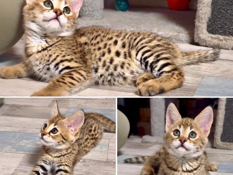 🔥 Premium Savannah F1 Kittens Available – Male & Female 🔥