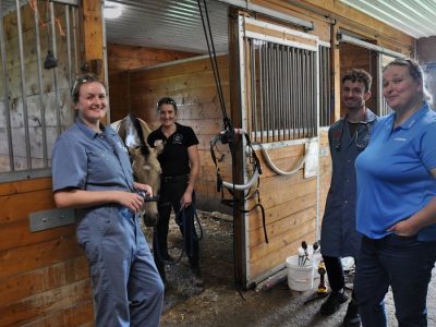 Equine Dental Instruments