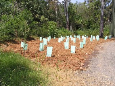 Flora and Fauna Report