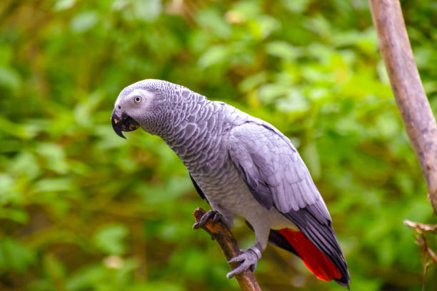 African Grey Parrots Healthy Birds for Sale