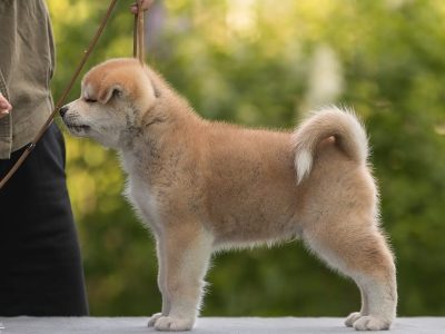 Akita Inu Puppies