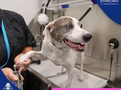 Safe and Gentle Dog Nail Trimming Seminole