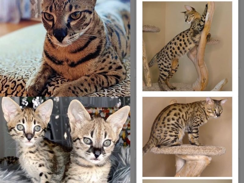 🔥 Premium Savannah F1 Kittens Available – Male & Female 🔥