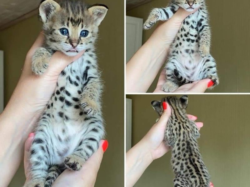 🔥 Premium Savannah F1 Kittens Available – Male & Female 🔥