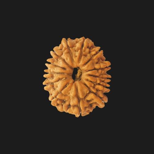 Buy 7 Mukhi Rudraksha Online | Genuine & Lab Certified