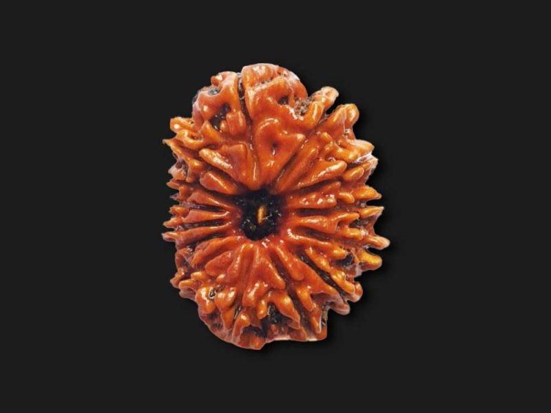 Buy 7 Mukhi Rudraksha Online | Genuine & Lab Certified