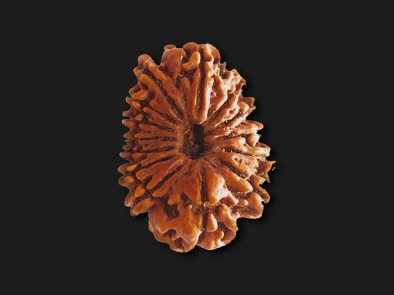 Buy 7 Mukhi Rudraksha Online | Genuine & Lab Certified
