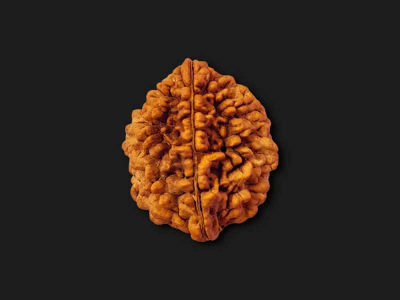 Benefits of 5 Mukhi Rudraksha for Health, Peace and Success