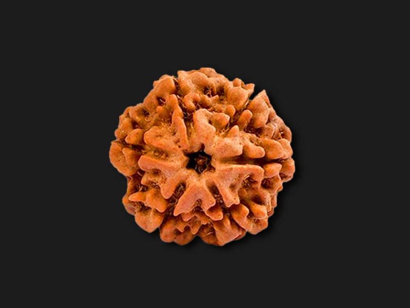 Benefits of 5 Mukhi Rudraksha for Health, Peace and Success
