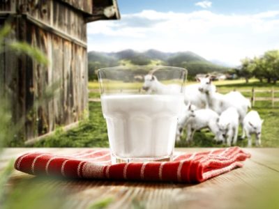 Does Goat Milk Increase Platelets? Here’s What You Should Know