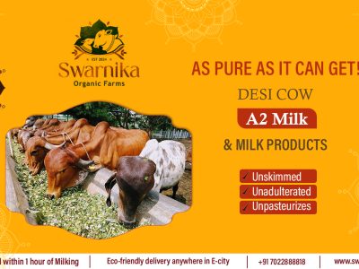 Pure A2 Cow Milk in Electronic City, Bangalore