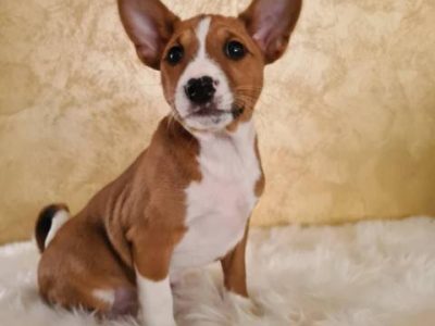Basenji-Welpen