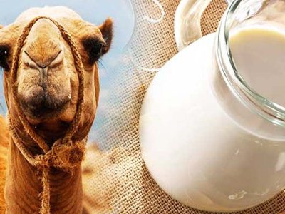 Is it safe to drink camel milk every day?