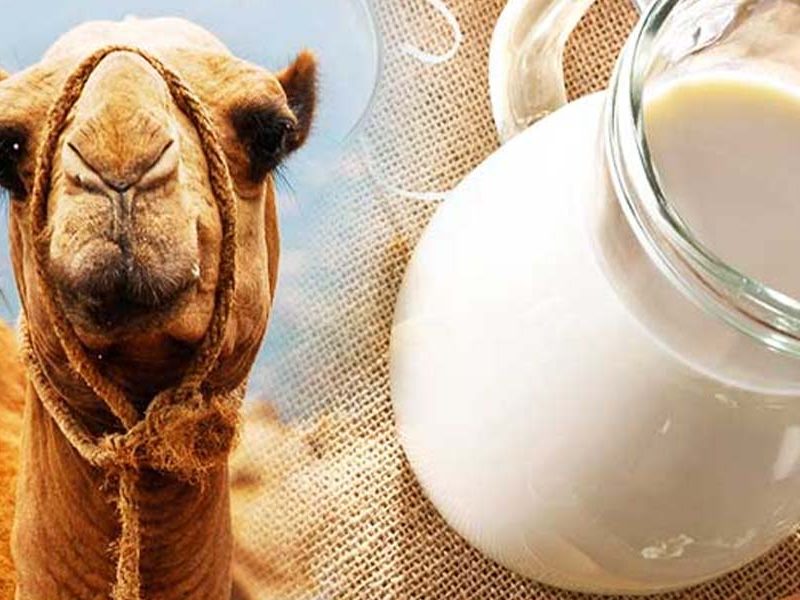Is it safe to drink camel milk every day?