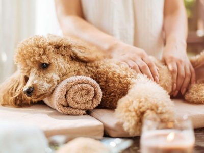 Safe and Gentle Dog Nail Trimming in Oviedo