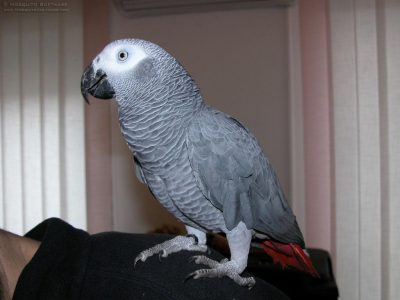 Parrots available for sale