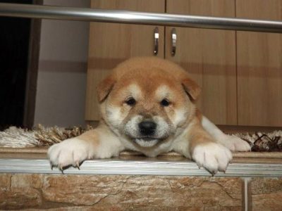 Shiba Inu Welpen der Spitzenklasse