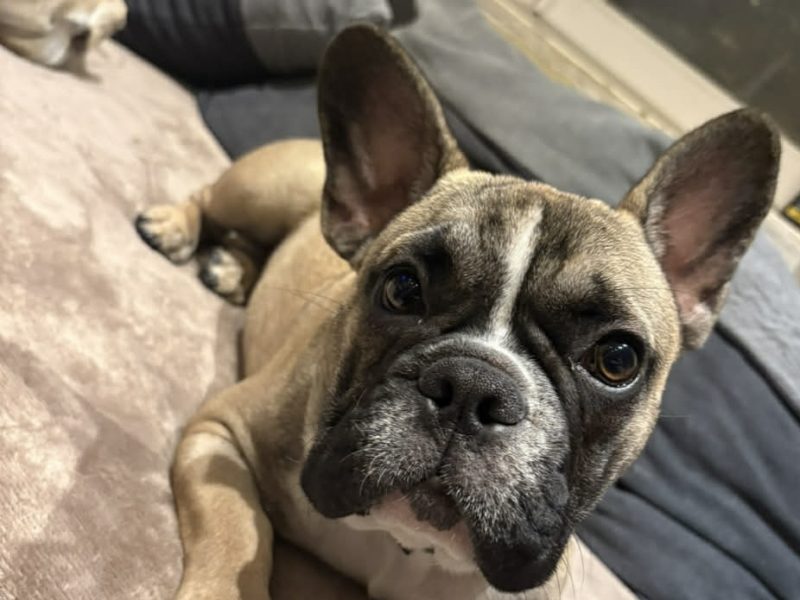 Bouledogue français mâle 10 mois – À placer en chien unique