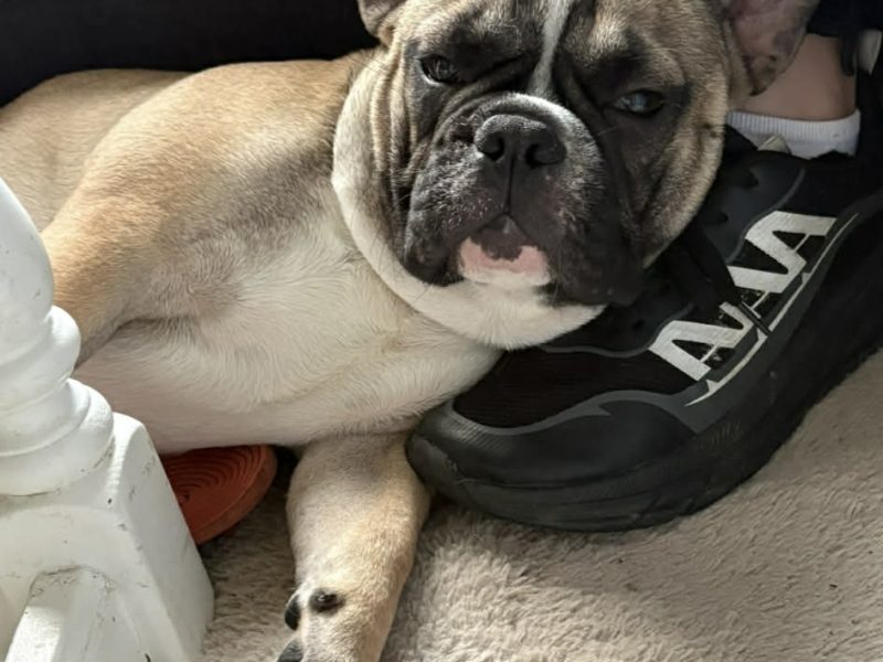 Bouledogue français mâle 10 mois – À placer en chien unique