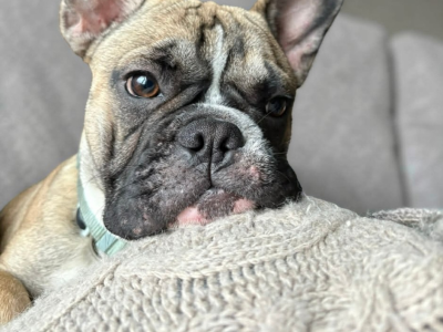 Bouledogue français mâle 10 mois – À placer en chien unique