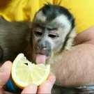 Extreme Sweet Little Capuchin Monkeys