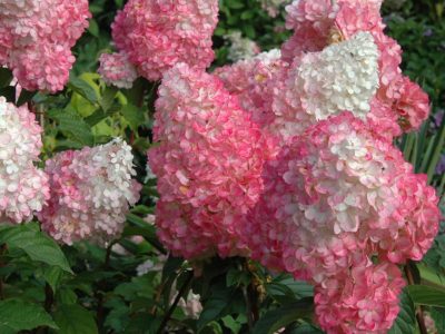 Vanilla Strawberry Hydrangea – Colorful Small Flowering Shrub for Gardens