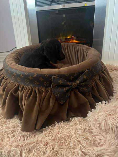 Long-haired dwarf dachshunds