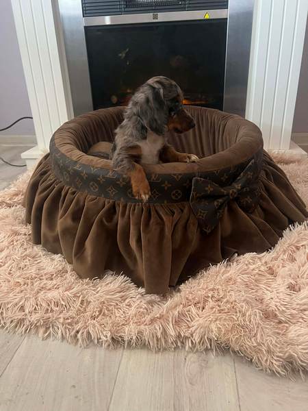 Long-haired dwarf dachshunds