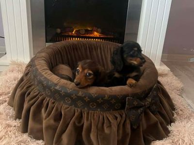 Long-haired dwarf dachshunds