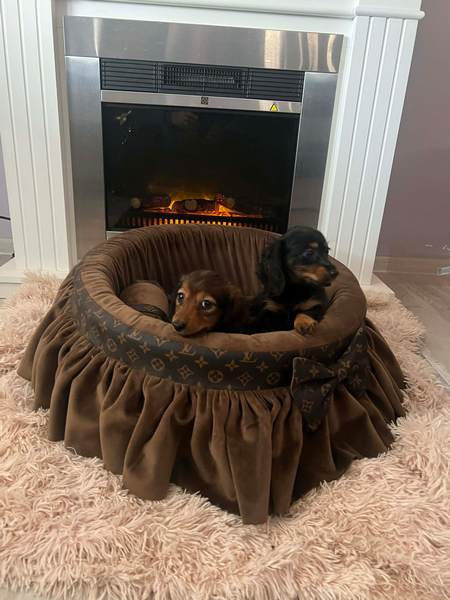 Long-haired dwarf dachshunds
