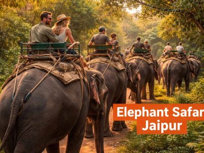 Book Elephant Safari Jaipur for Lifetime Memories
