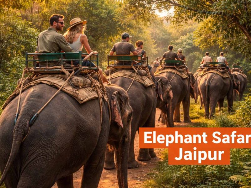 Book Elephant Safari Jaipur for Lifetime Memories