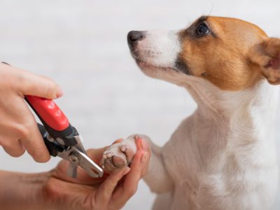 Effective Pet Training in Scarborough ON