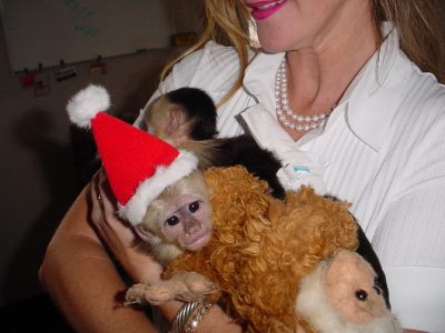 WHITE FACE CAPUCHIN MONKEY AND FINGER MARMOSET MONKEYS FOR SALE