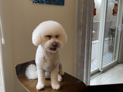 Professional Dog Grooming Services Toronto