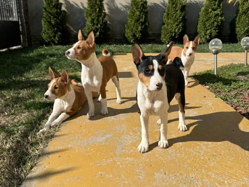 Beautiful Basenji puppies