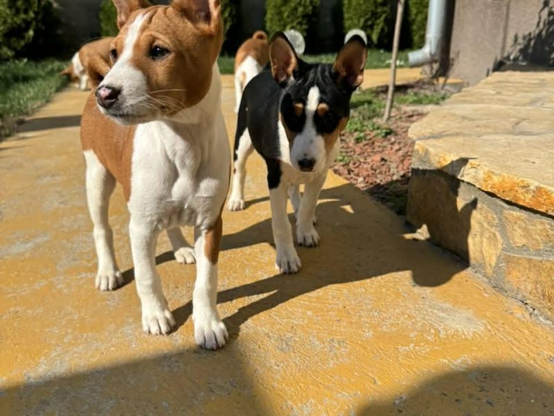 Beautiful Basenji puppies