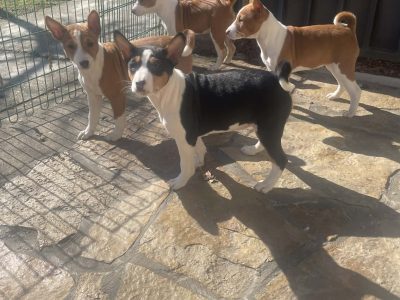 Beautiful Basenji puppies