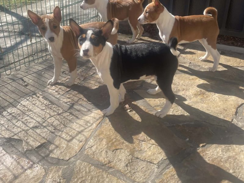 Beautiful Basenji puppies