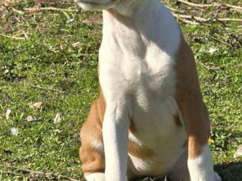 Beautiful Basenji puppies