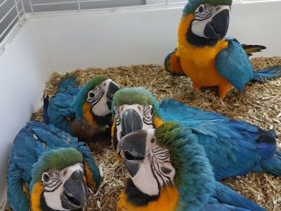 ADULT AND BABY MACAW PARROTS FOR SALE