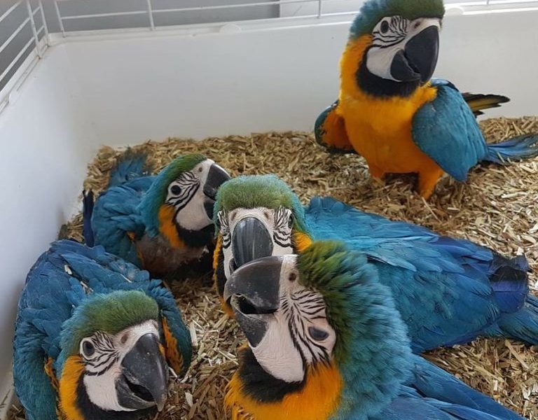 ADULT AND BABY MACAW PARROTS FOR SALE