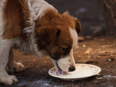 Is Raw Goat Milk Good for Dogs?