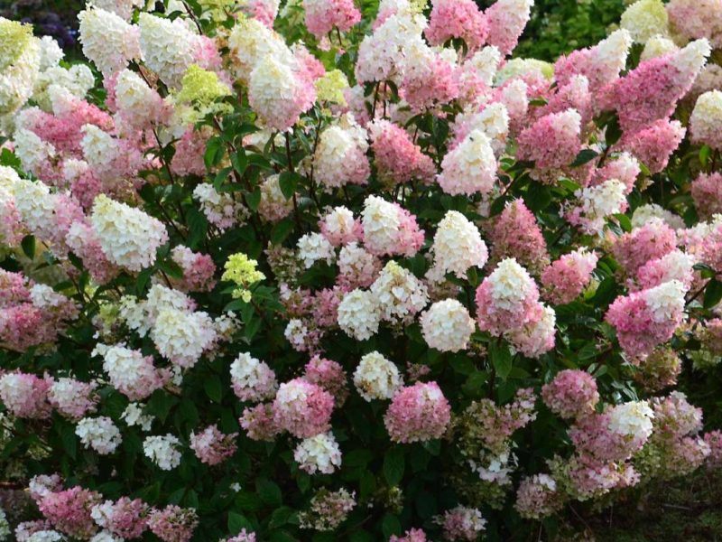 Strawberry Sundae Hydrangea – Colorful Panicle Hydrangea Flowering Shrub