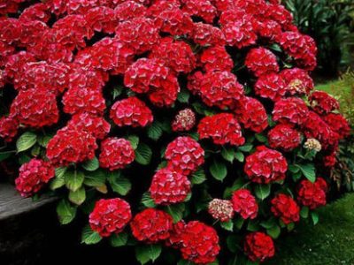 Red Hydrangea – Vibrant Blooming Shrub for Bold Garden Color