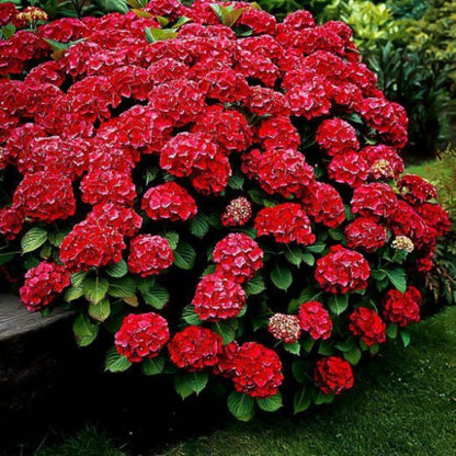 Red Hydrangea – Vibrant Blooming Shrub for Bold Garden Color