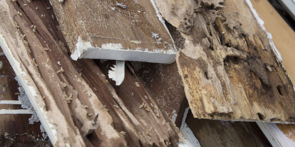 Valley Glen Termite Spraying